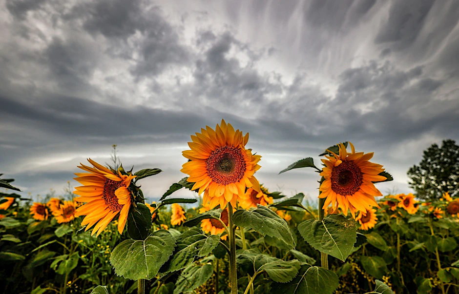 Landwirtschaft und Krieg: Vor einigen Monaten war das Öl aus solchen Sonnenblumen vor allem in Deutschland sehr begehrt.