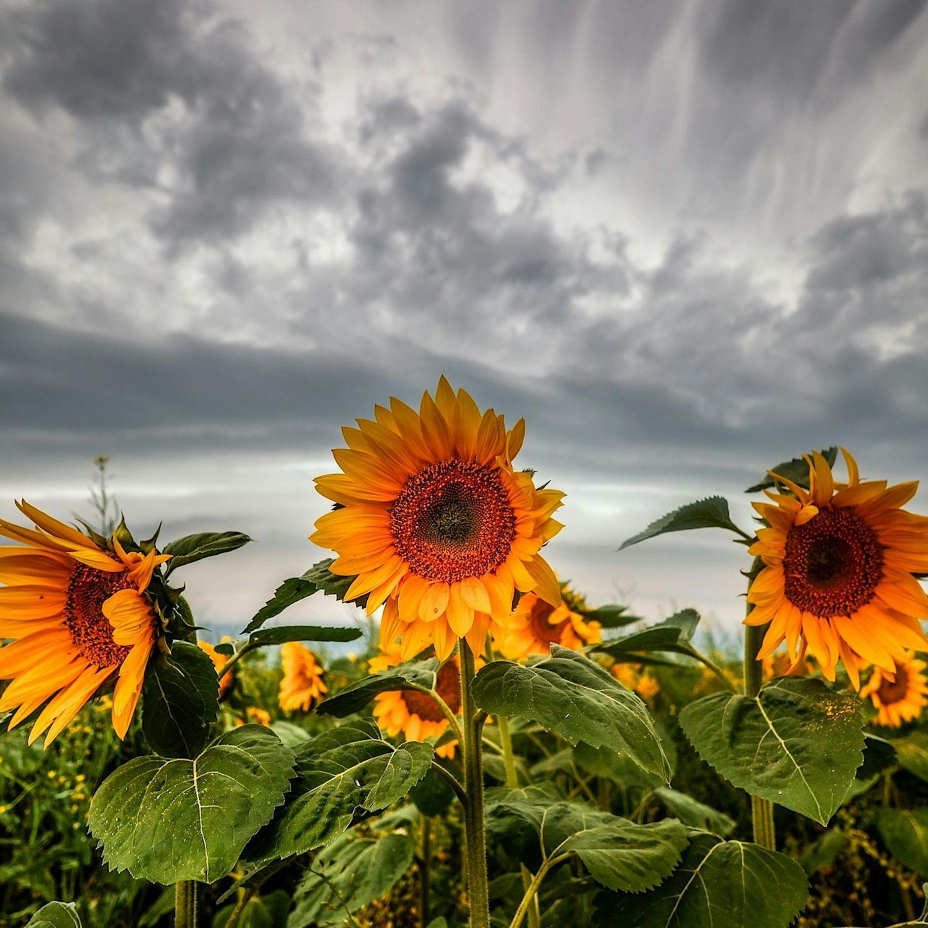 Wird Deutschland zu einer Kriegswirtschaft?