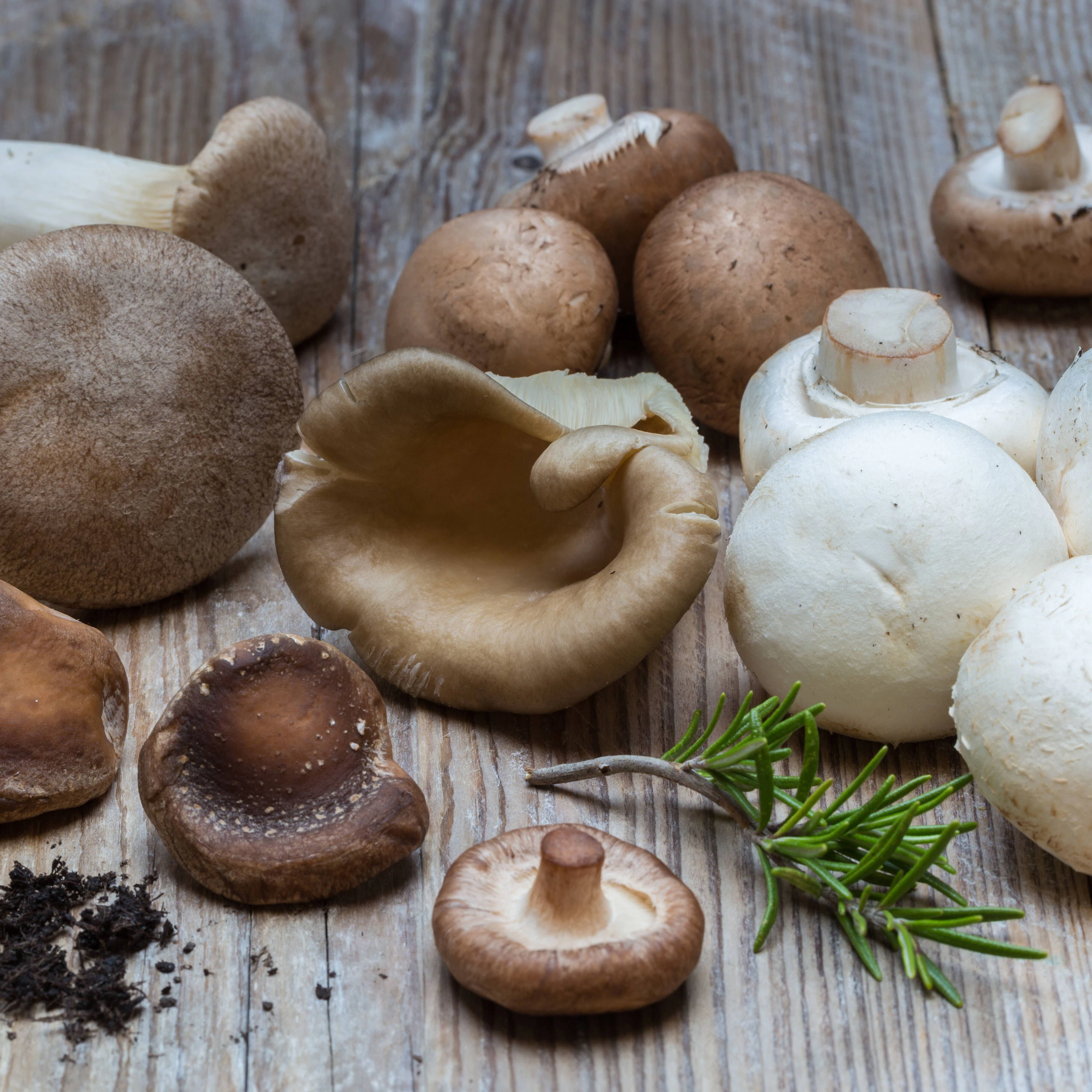 Champignons, Steinpilze und Co. können Sie nach Belieben essen, denn sie gelten als sehr kalorienarm.