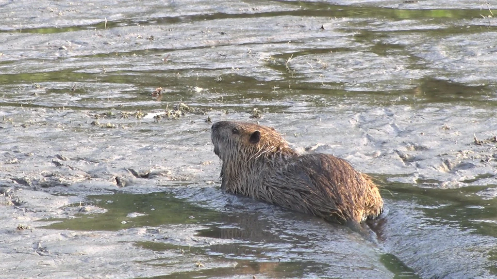 Immer mehr Tiere sterben, die Spree fließt rückwärts, die Panke trocknet aus: Den Gewässern in Berlin und Brandenburg geht das Wasser aus!