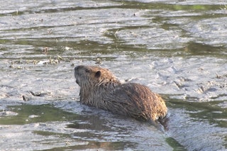 Immer mehr Tiere sterben, die Spree fließt rückwärts, die Panke trocknet aus: Den Gewässern in Berlin und Brandenburg geht das Wasser aus!