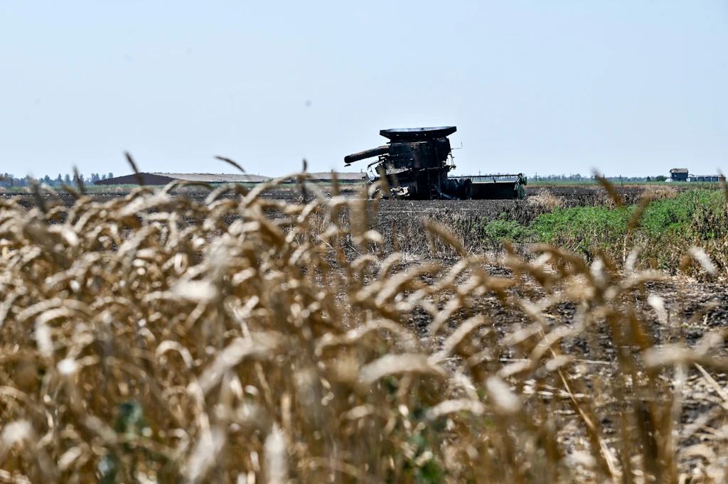 Lebensmittelkrise: Ukraine befürchtet Rückgang der Weizenernte um ein Drittel