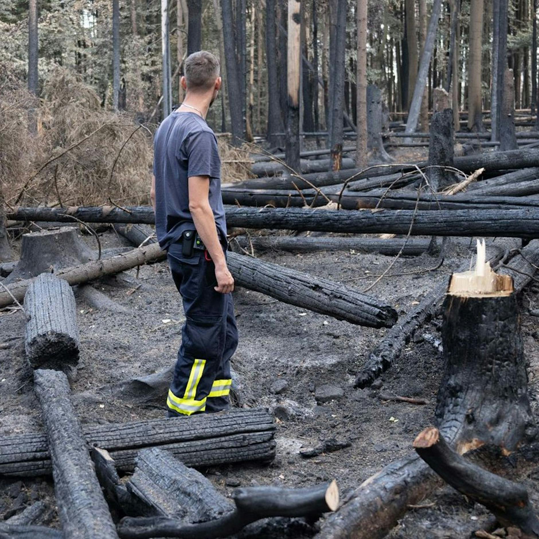 Diese Baum-Friedhöfe machen wütend... Rauchen und Lagerfeuer im Wald: Schaut genau hin, ihr Idioten!