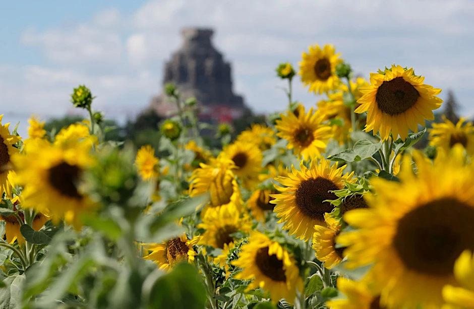Sonnenblumen blühen auf einem Feld am Stadtrand von Leipzig.  