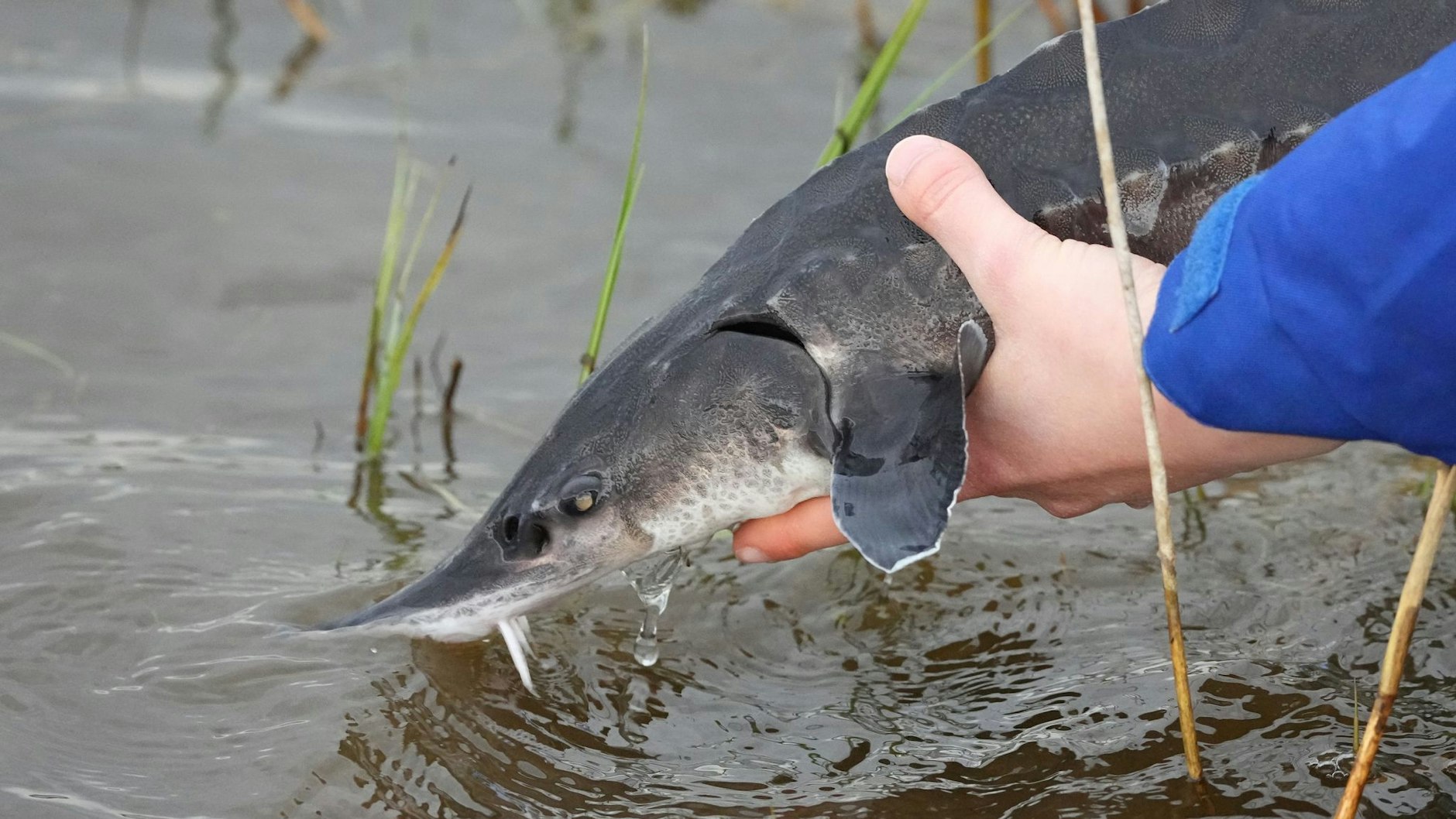 Eine Nabu-Mitarbeiterin setzt im Nationalpark Unteres Odertal einen Stör in das Wasser der Oder.