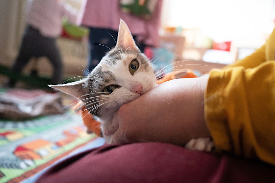 ARCHIV - Permethrin-haltige Zeckenmittel können für Katzen schwere oder gar tödliche Vergiftungen zur Folge haben.  