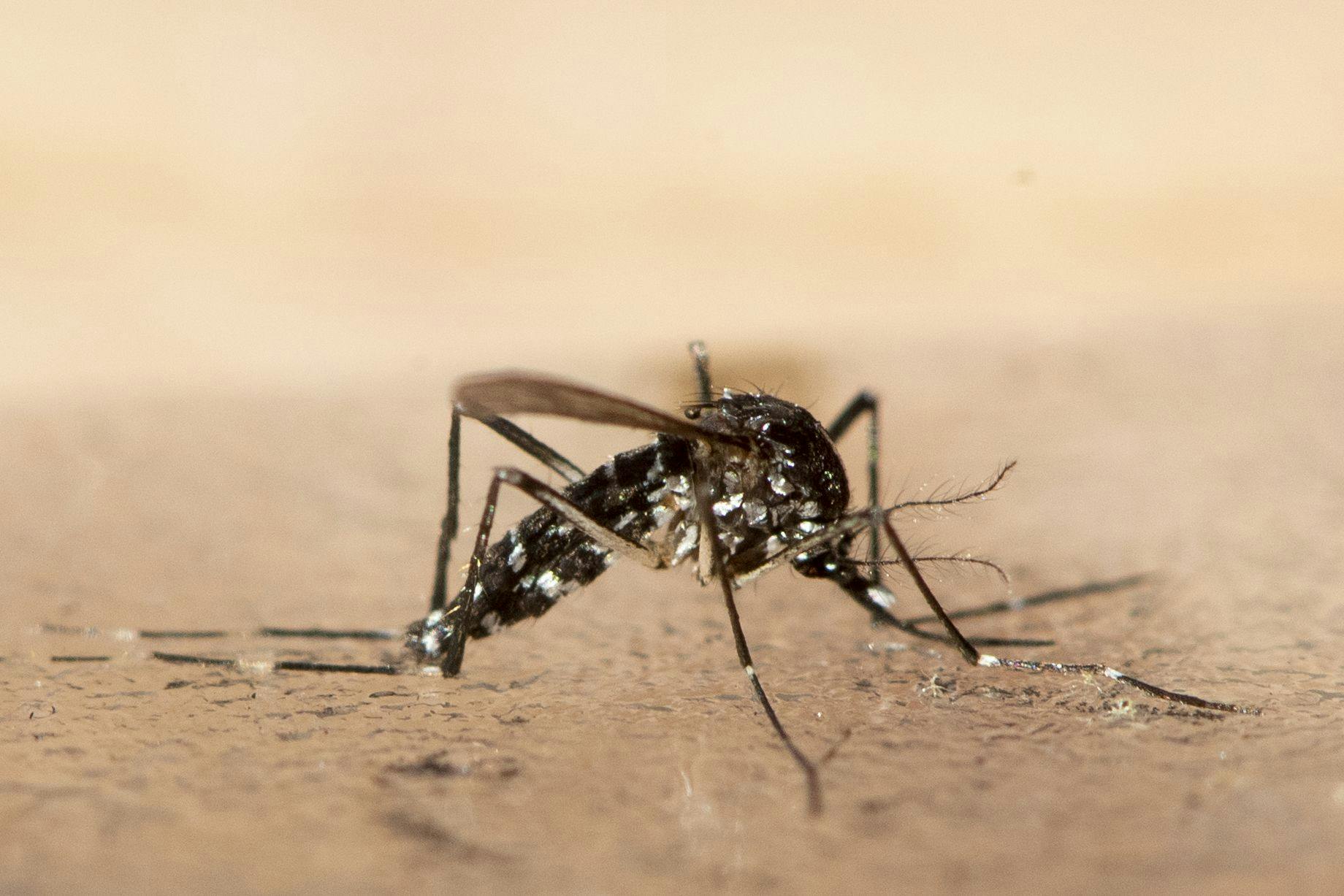 Die Asiatische Tigermücke ist in Berlin heimisch geworden. Sie kann unter anderem das Dengue-Virus übertragen.
