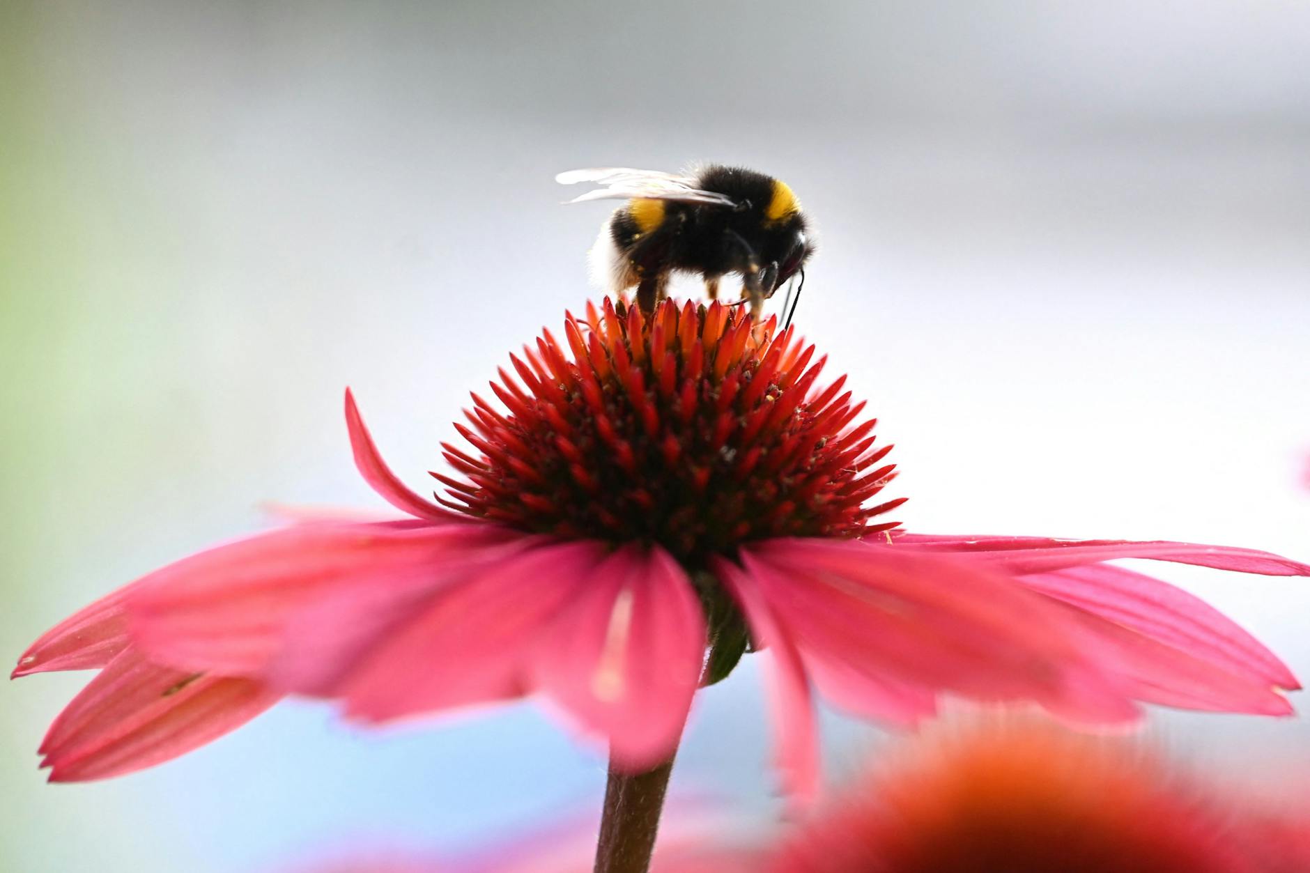 Insekten weiden gerne auf der Echinacea.