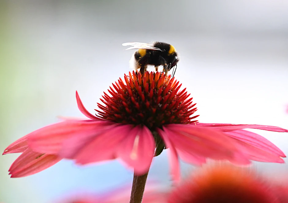 Insekten weiden gerne auf der Echinacea.