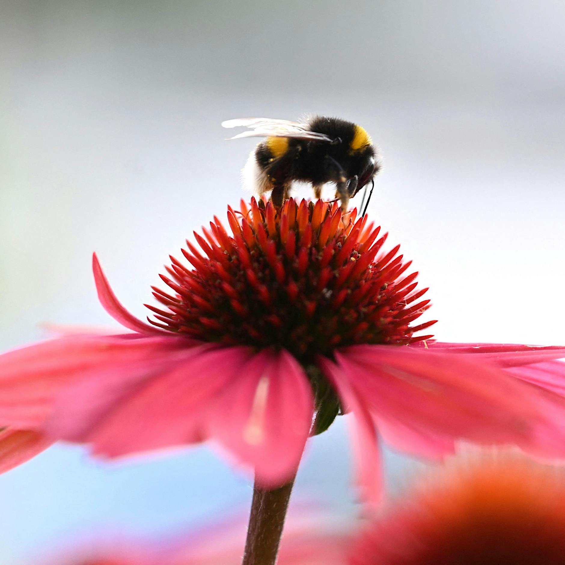 Schlicht ist das neue Schön: Die genügsamen Stars der Gärten