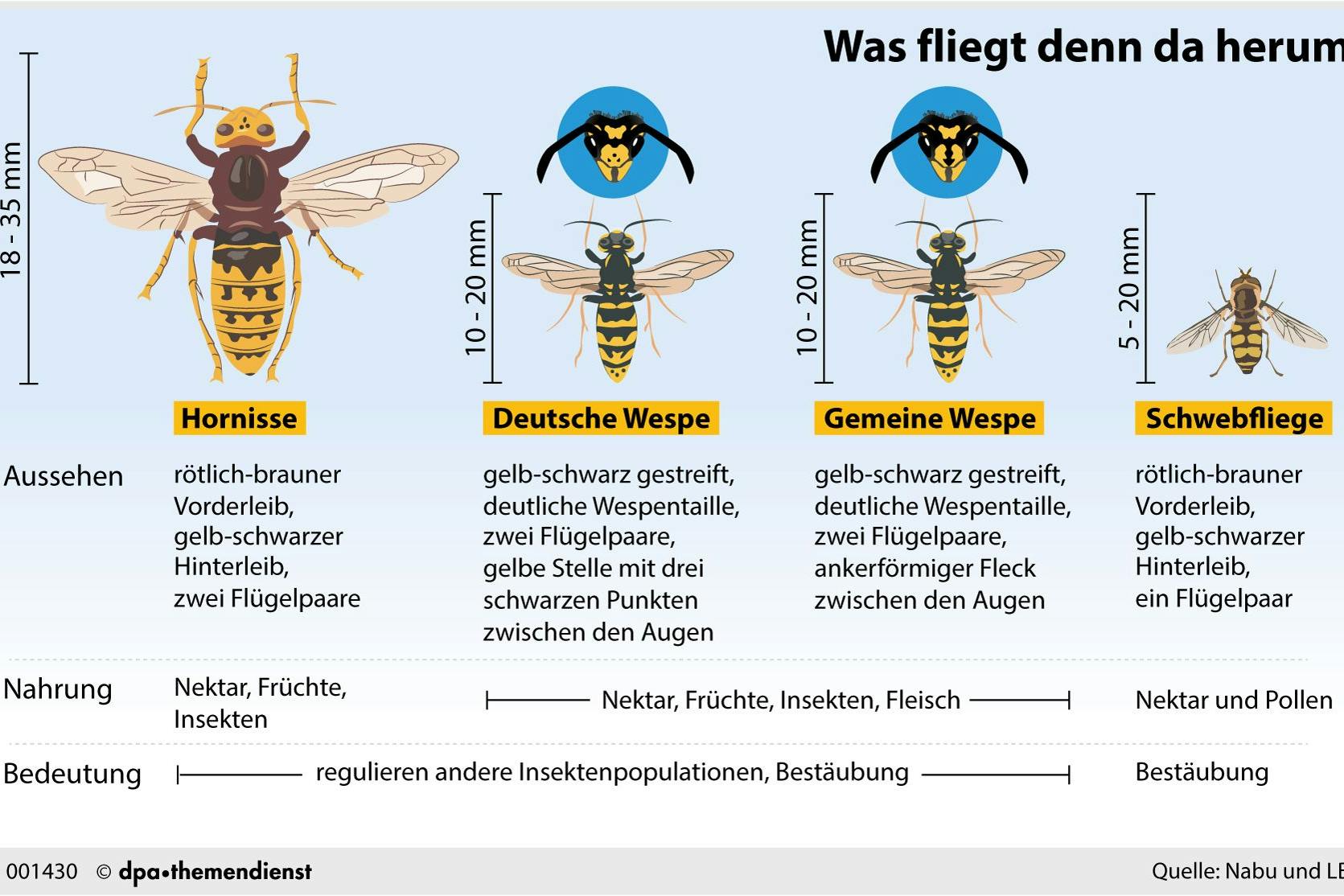 So unterscheiden sich Wespen, Hornissen und Schwebfliegen.