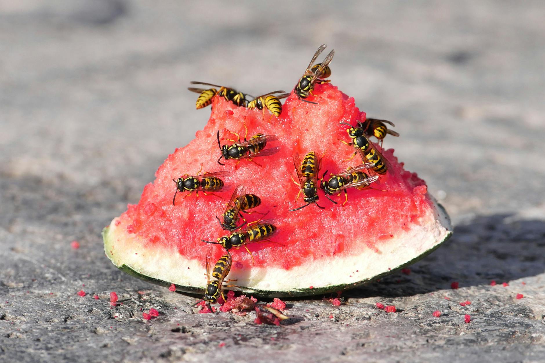 Ein gefundenes Fressen: Wespen lieben süße Wassermelone genauso sehr wie wir.