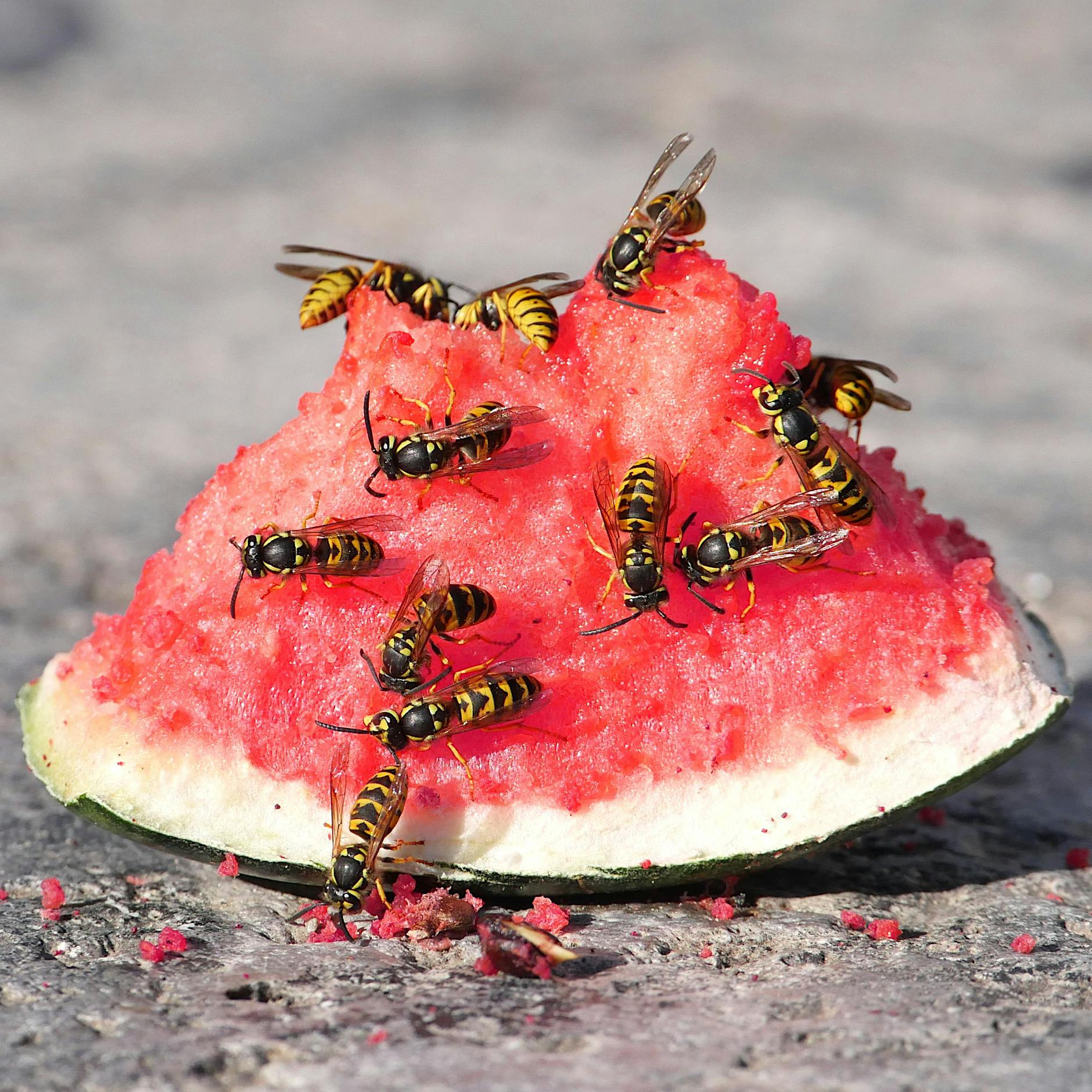 Sind die Wespen in Berlin dieses Jahr aggressiver?