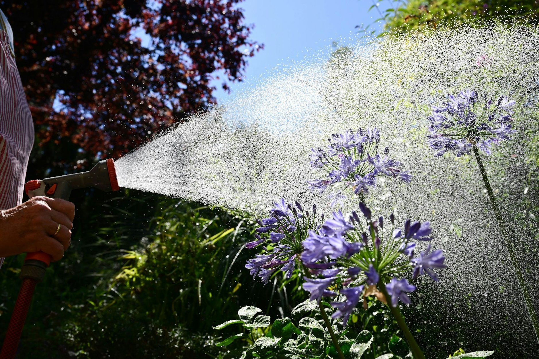 ARCHIV - Eine Frau besprüht bei strahlendem Sonnenschein ihre Pflanzen mit Wasser.  