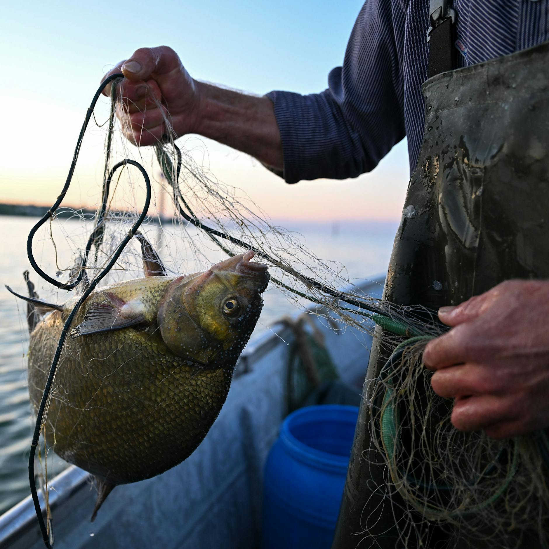 In Brandenburg soll ein Fischerfest ohne Fisch gefeiert werden! Das schlagen Peta-Tierschützer vor, wollen veganes Sushi spendieren