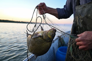 In Brandenburg soll ein Fischerfest ohne Fisch gefeiert werden! Das schlagen Peta-Tierschützer vor, wollen veganes Sushi spendieren
