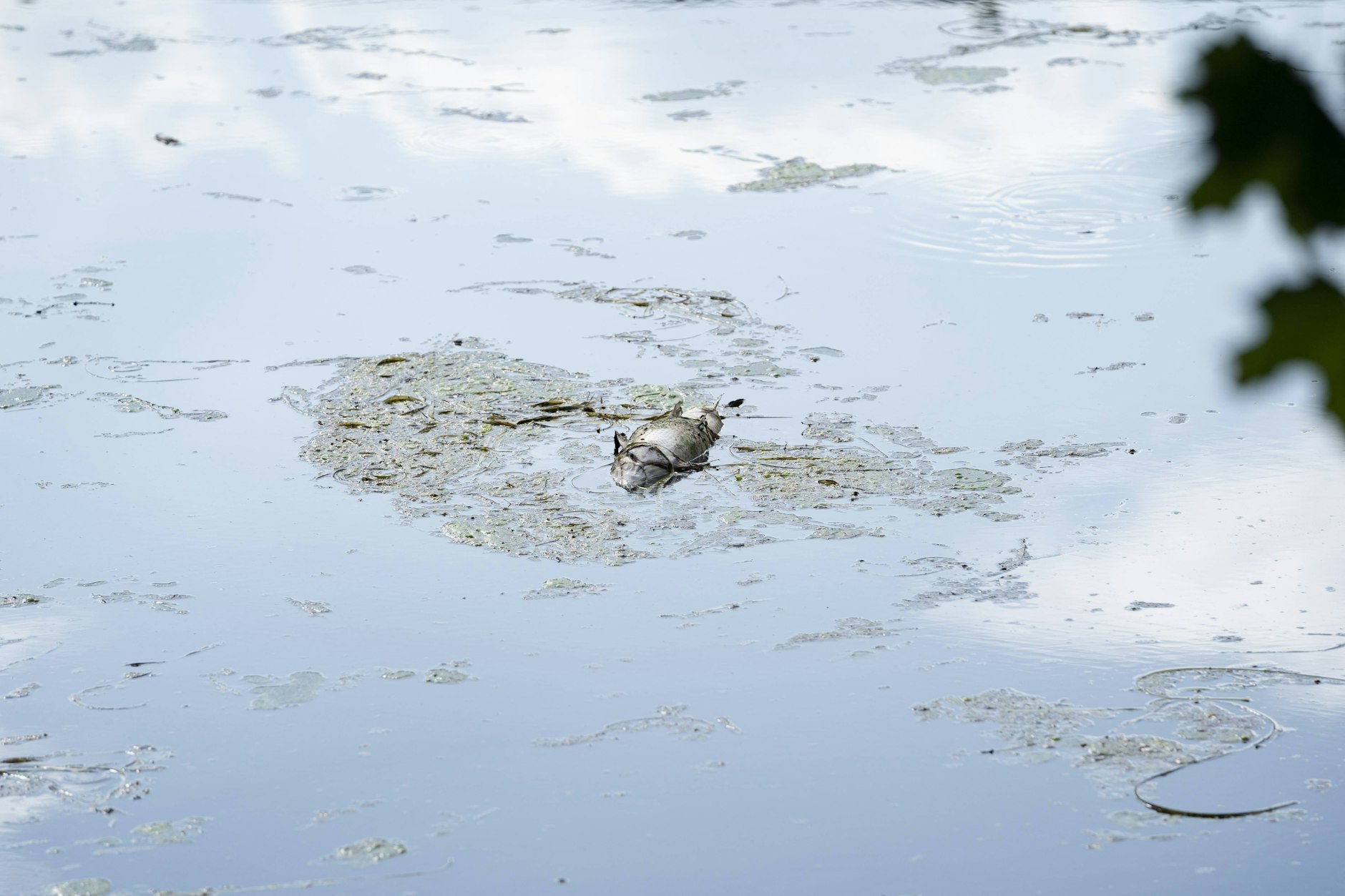 Hunderte tote Fische schwimmen auf der Oder. 