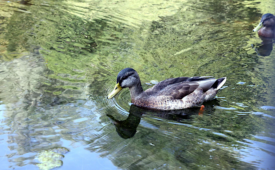Zwei Enten wurden offenbar durch Armbrustpfeile verletzt (Symbolbild).