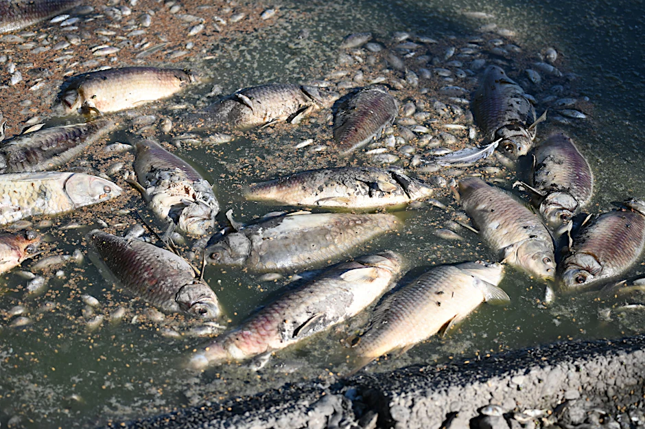 In der Oder ist es zu einem massiven Fischsterben gekommen (Symbolbild).