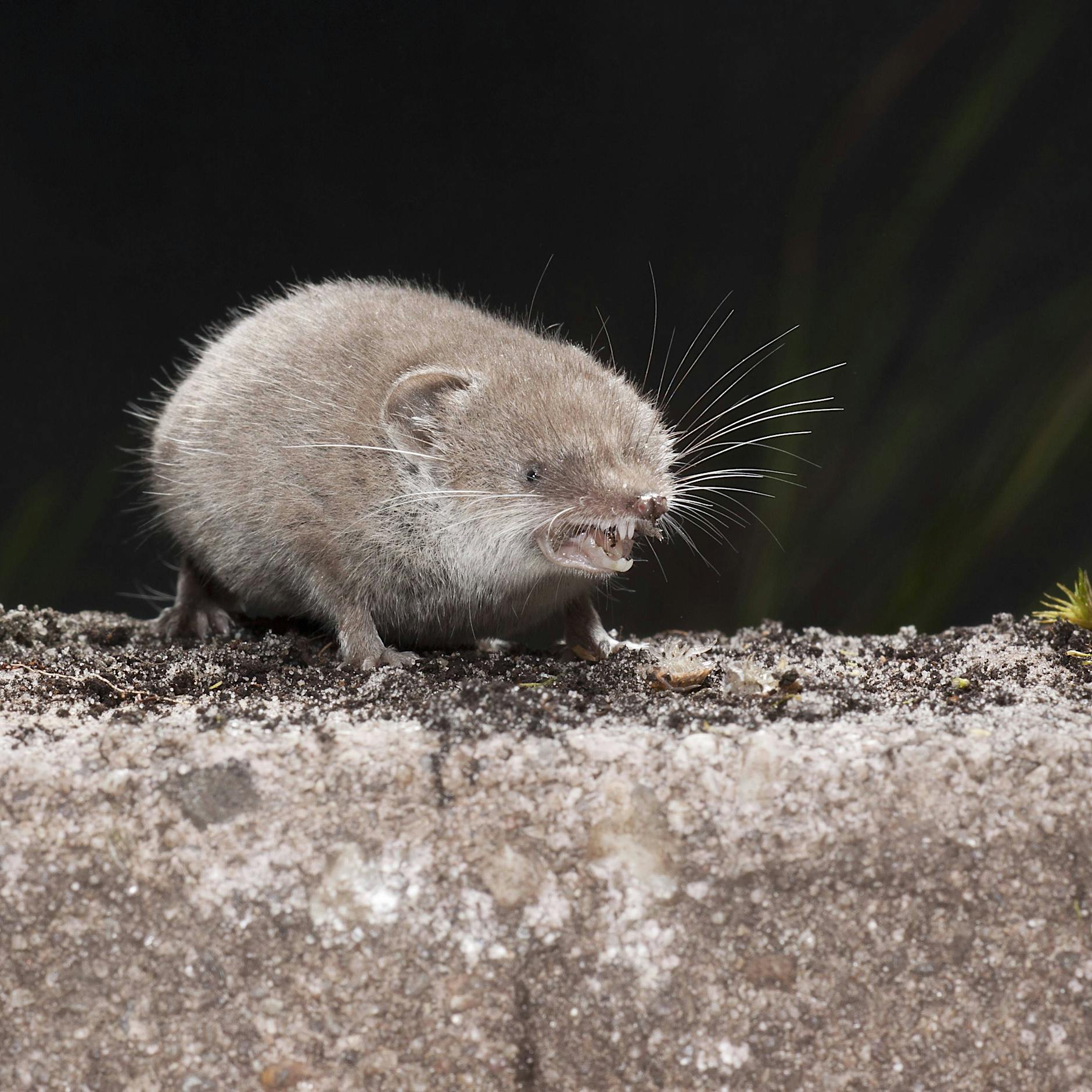Gefährliche Spitzmaus: Neues Virus bricht in China aus