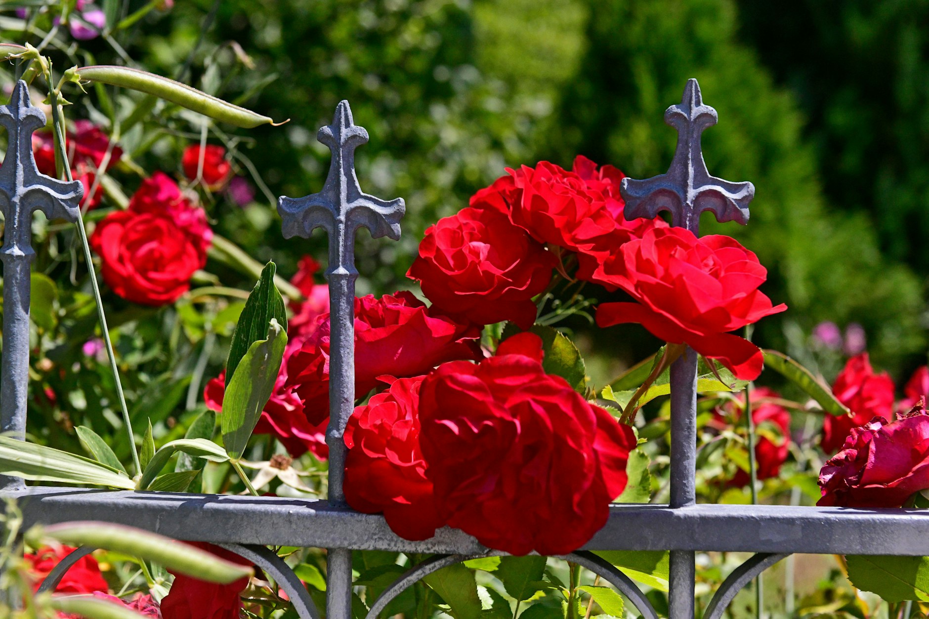 Immerhin: Ein paar verlauste Rosen blühen noch.