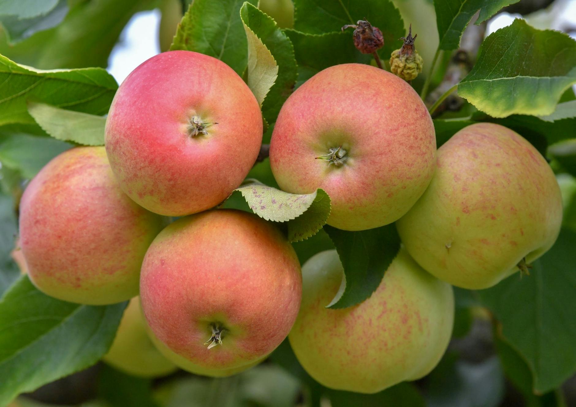 ARCHIV - Äpfel der Sorte Gala Royal wachsen auf einer Plantage an einem Baum.  a/Symbolbild