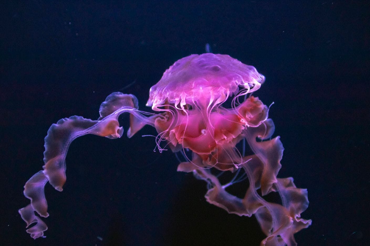 Eine Feuerqualle (Symbolbild)