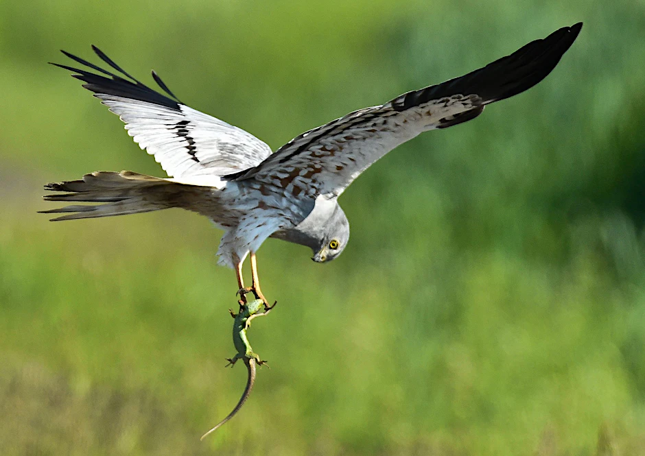 ARCHIV - Eine Wiesenweihe (Circus pygargus) fliegt.  a/Archivbild