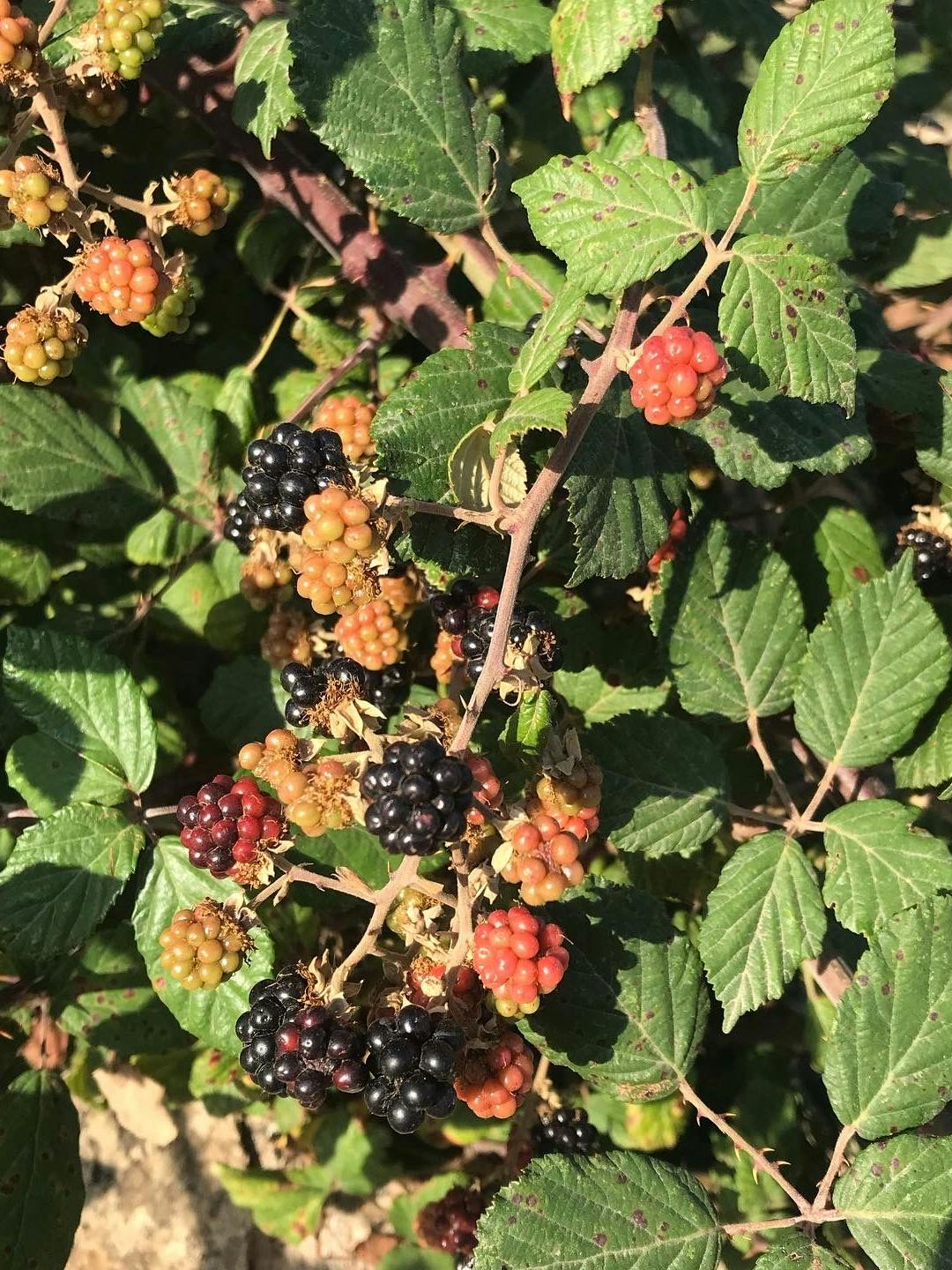 Für Förster und Jäger sind Brombeeren stacheliges Wuchergewächs: Für unseren Koch ist das der Himmel des Glücks.