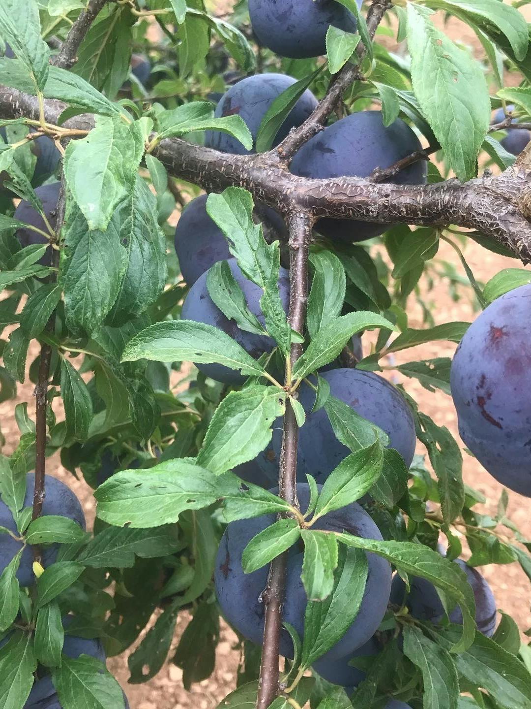 Jetzt werden die ersten Pflaumen und Zwetschgen reif: Neben Zwetschgen-Datschi kann man die Früchte auch zu Kompott verarbeiten.