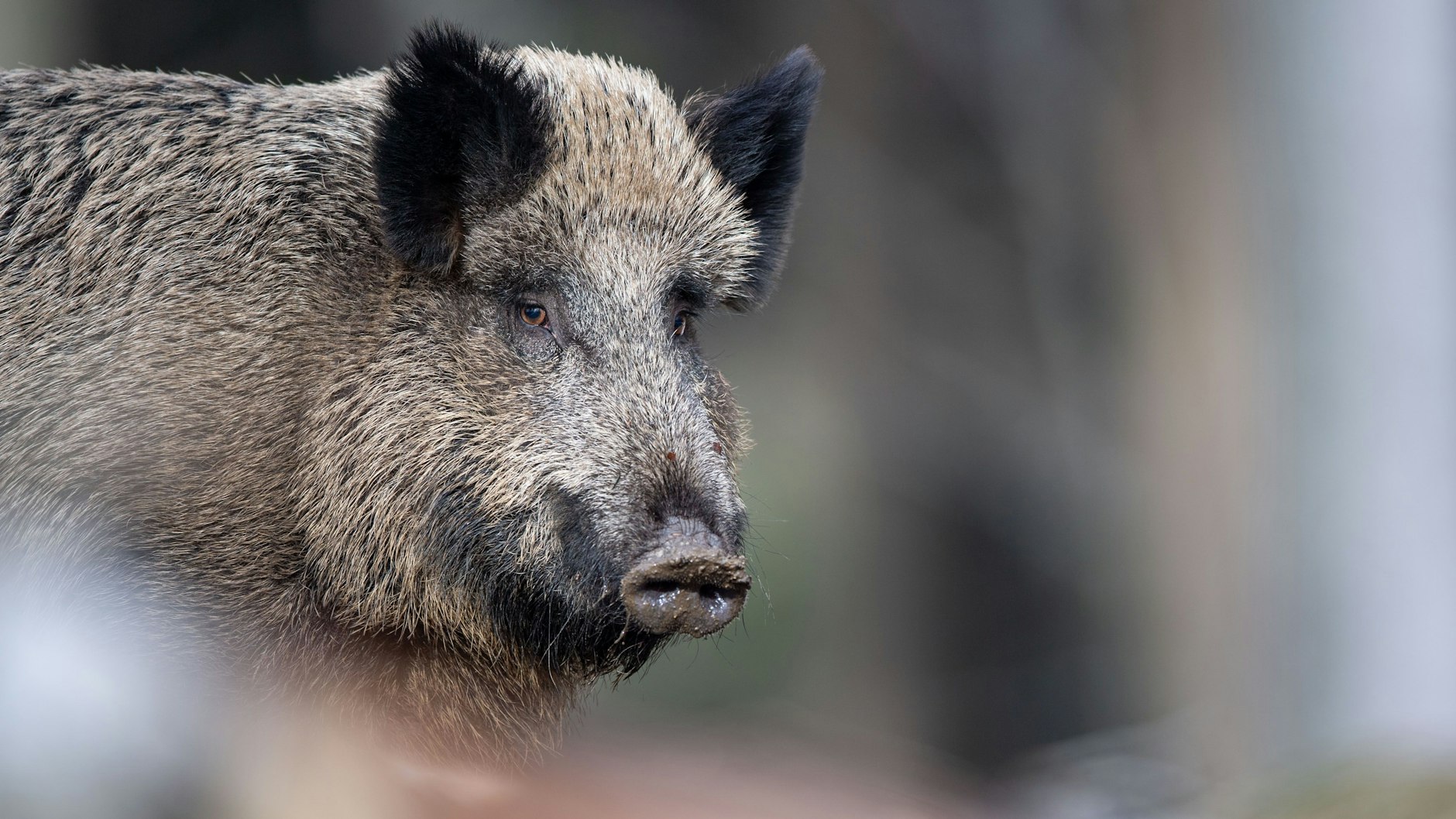 Mehrere Rucksack-Touristen mussten in der Sächsischen Schweiz vor einer Wildschweinrotte gerettet werden.