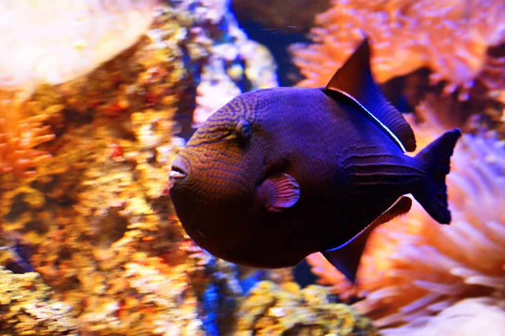 Des poissons piqueurs attaquent des baigneurs en France