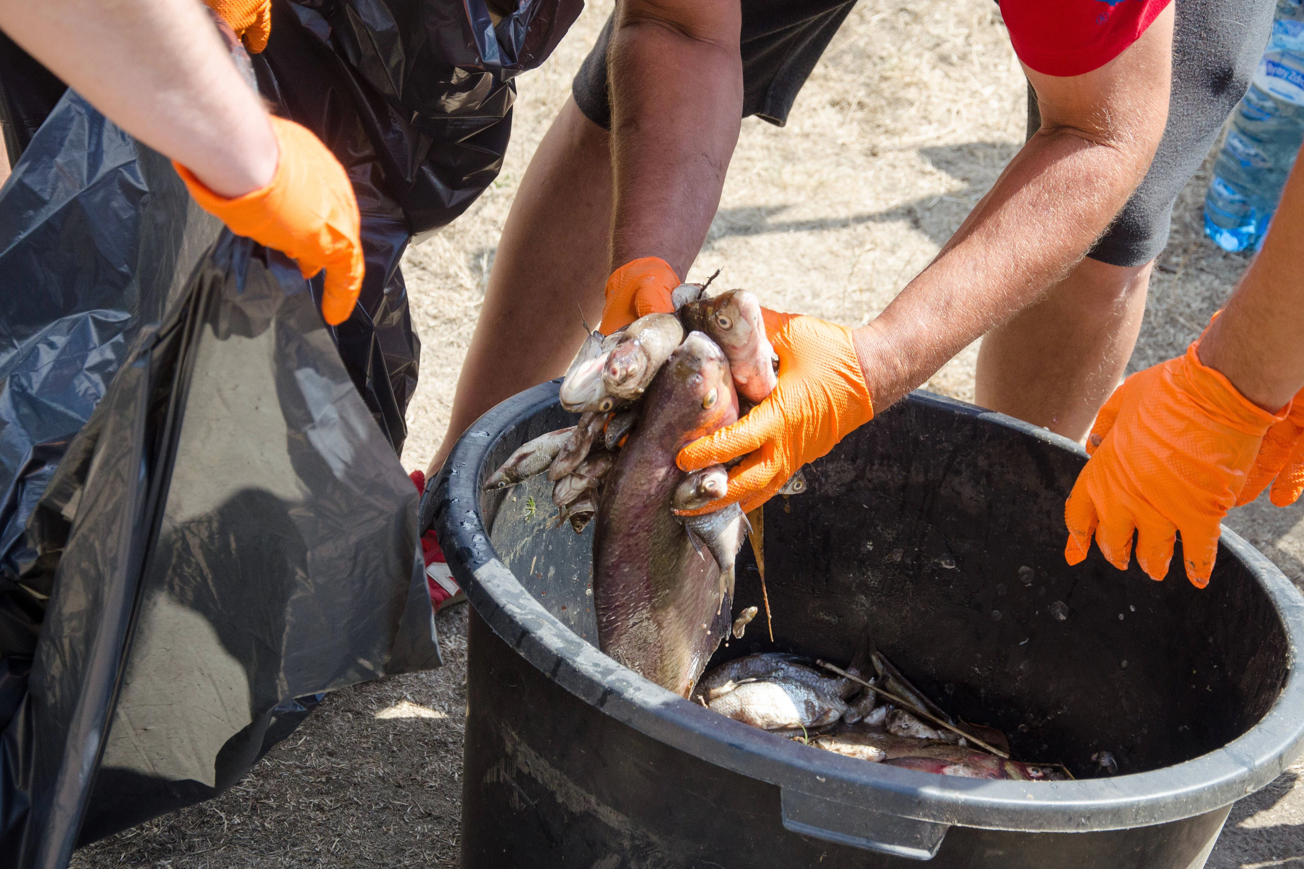 Freiwillige helfen, die toten Fische aus der Oder zu holen.