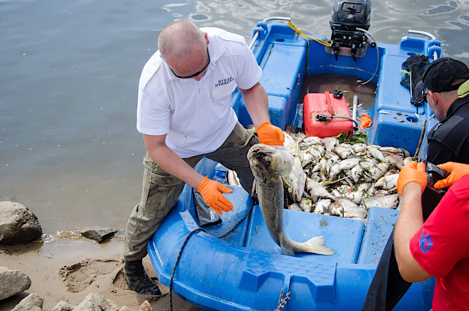 In der Oder wurden tausende tote Fische gefunden. Die Ursache für das Massensterben ist noch unklar.