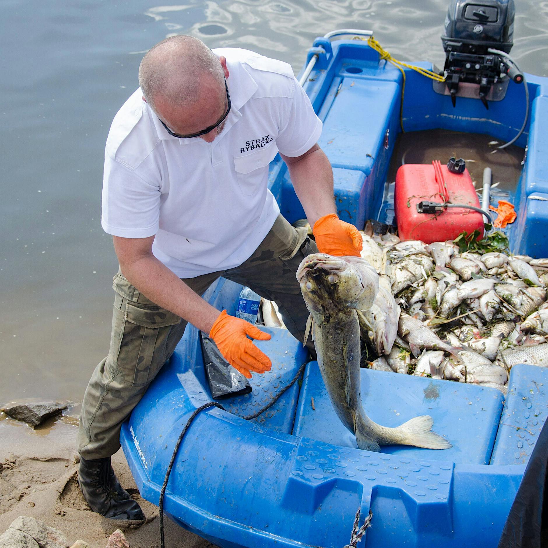 Massives Fischsterben in der Oder: Labor findet erste Hinweise auf Giftstoff