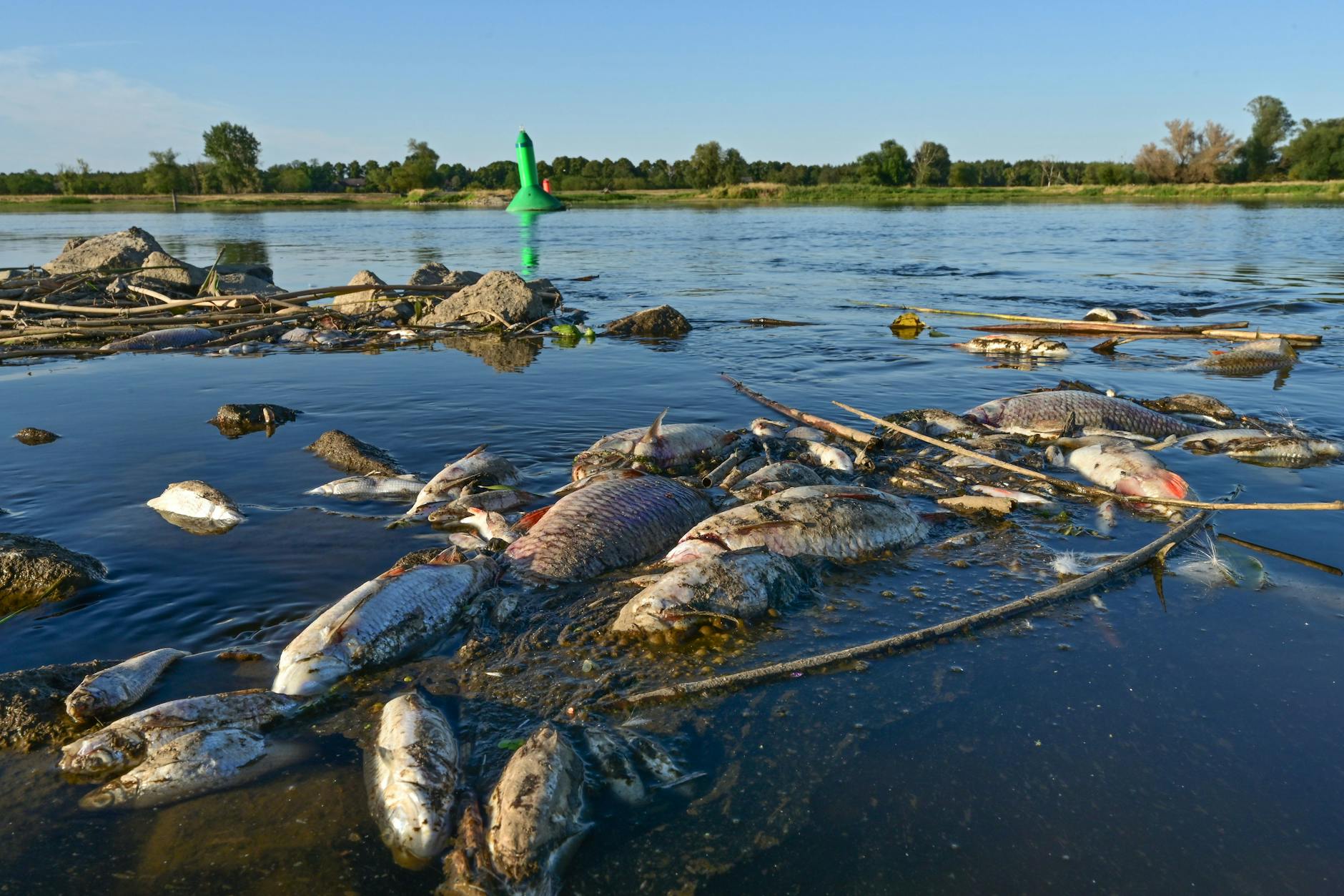 Unzählige tote Fische treiben im flachen Wasser des deutsch-polnischen Grenzflusses Oder.