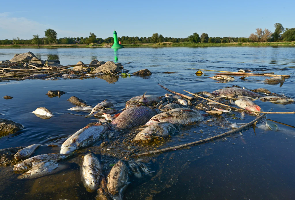 Fischsterben in der Oder: „Es ist ein vergiftetes Katastrophengebiet“