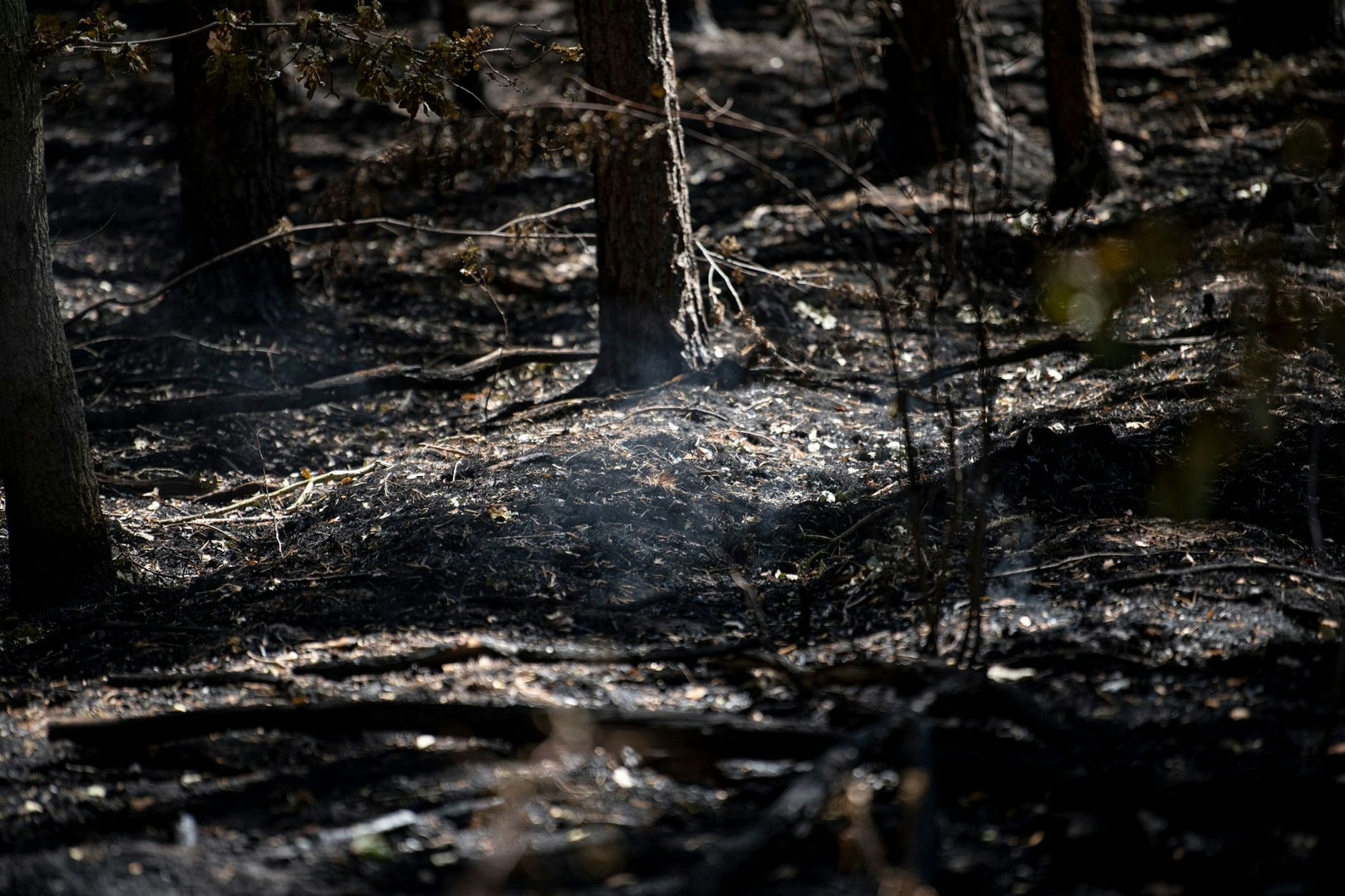 Im verbrannten Wald im Sperrgebiet um die Brandstelle am Sprengplatz der Berliner Polizei im Grunewald steigt Rauch auf.  