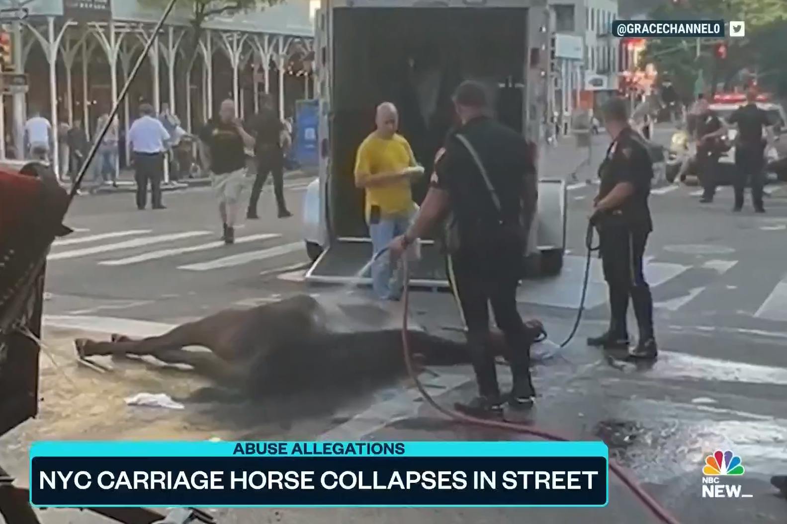 Das Video zeigt das Pferd, das auf der Straße zusammengebrochen ist.