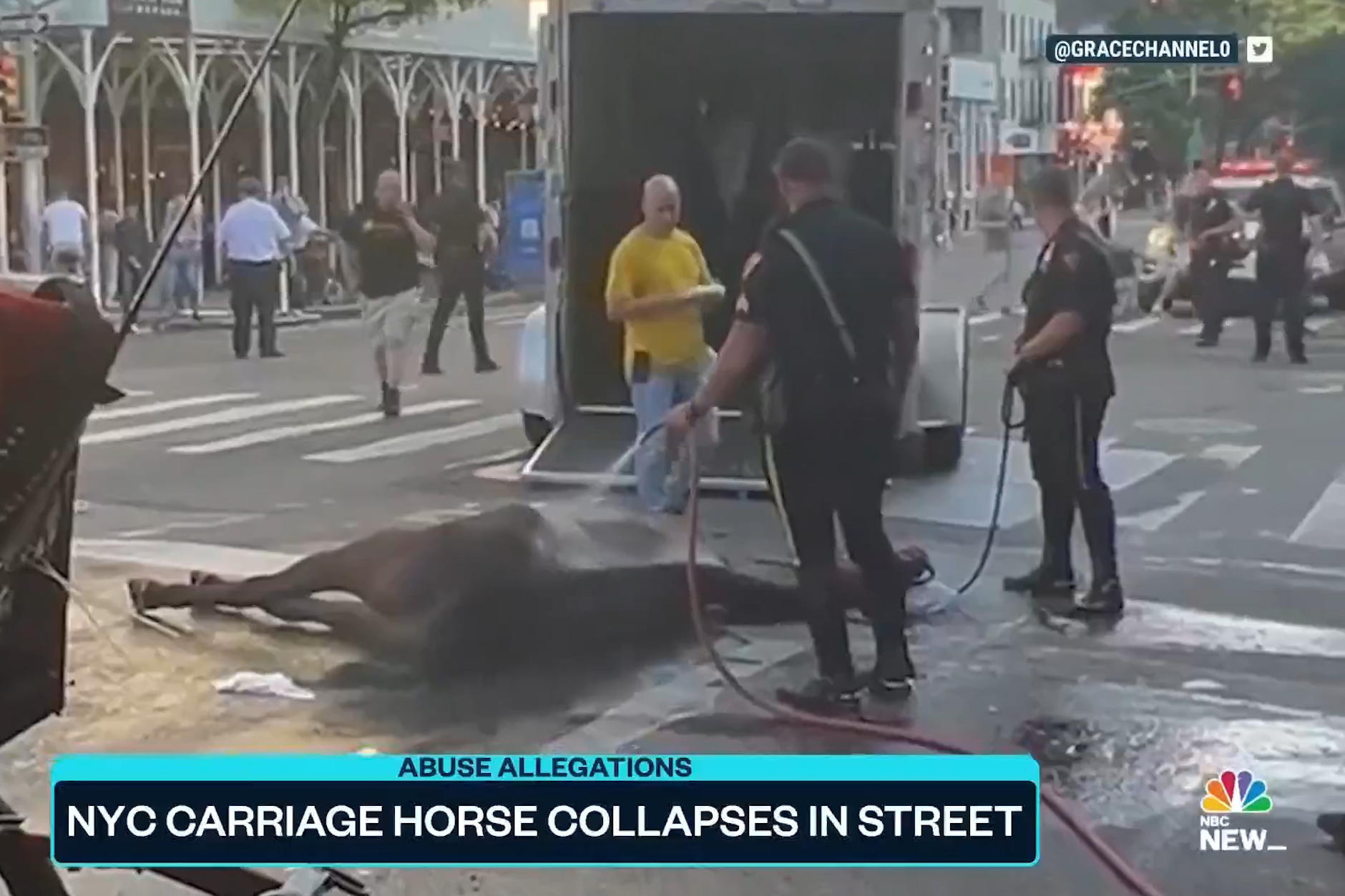 Das Video zeigt das Pferd, das auf der Straße zusammengebrochen ist.