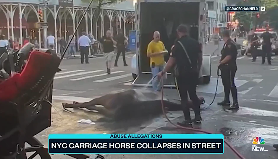 Das Video zeigt das Pferd, das auf der Straße zusammengebrochen ist.