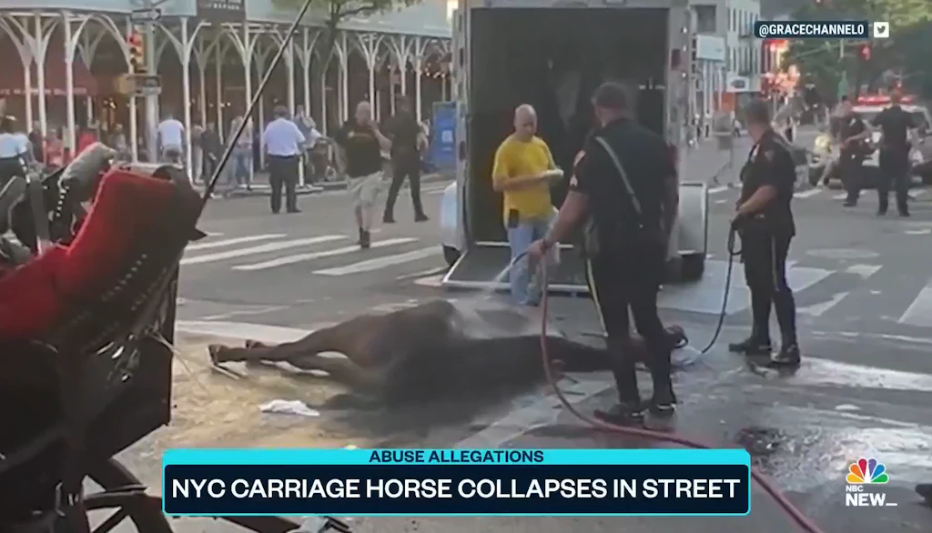 Erschreckendes Video: Pferd kollabiert mitten auf New Yorker Straße