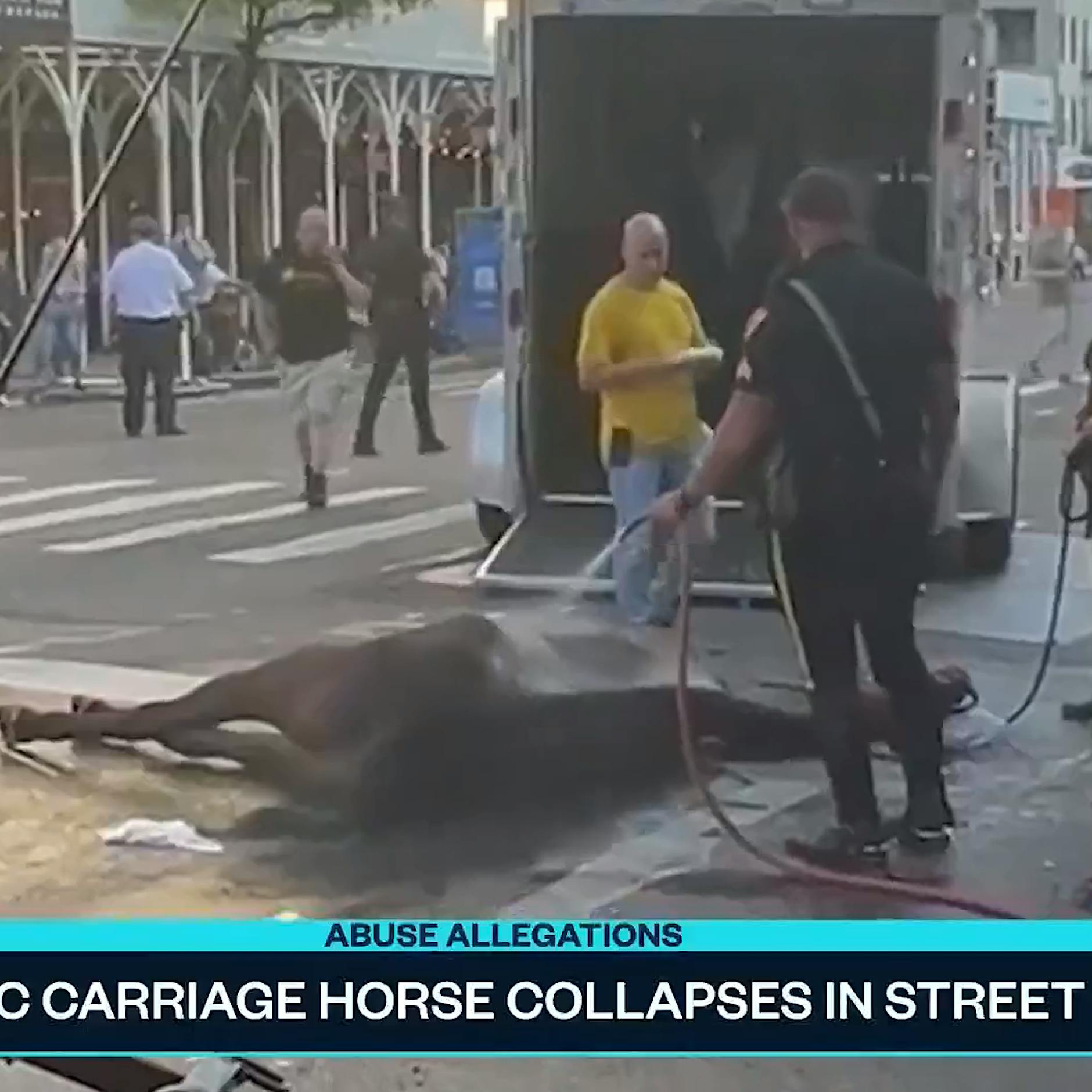 Erschreckendes Video: Pferd kollabiert mitten auf New Yorker Straße