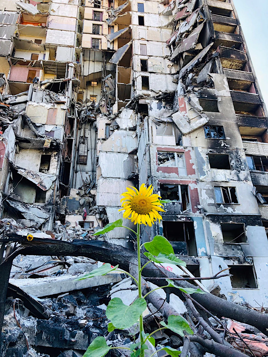 Sonnenblume in der ukrainischen Stadt Charkiw, die seit Monaten unter Beschuss liegt