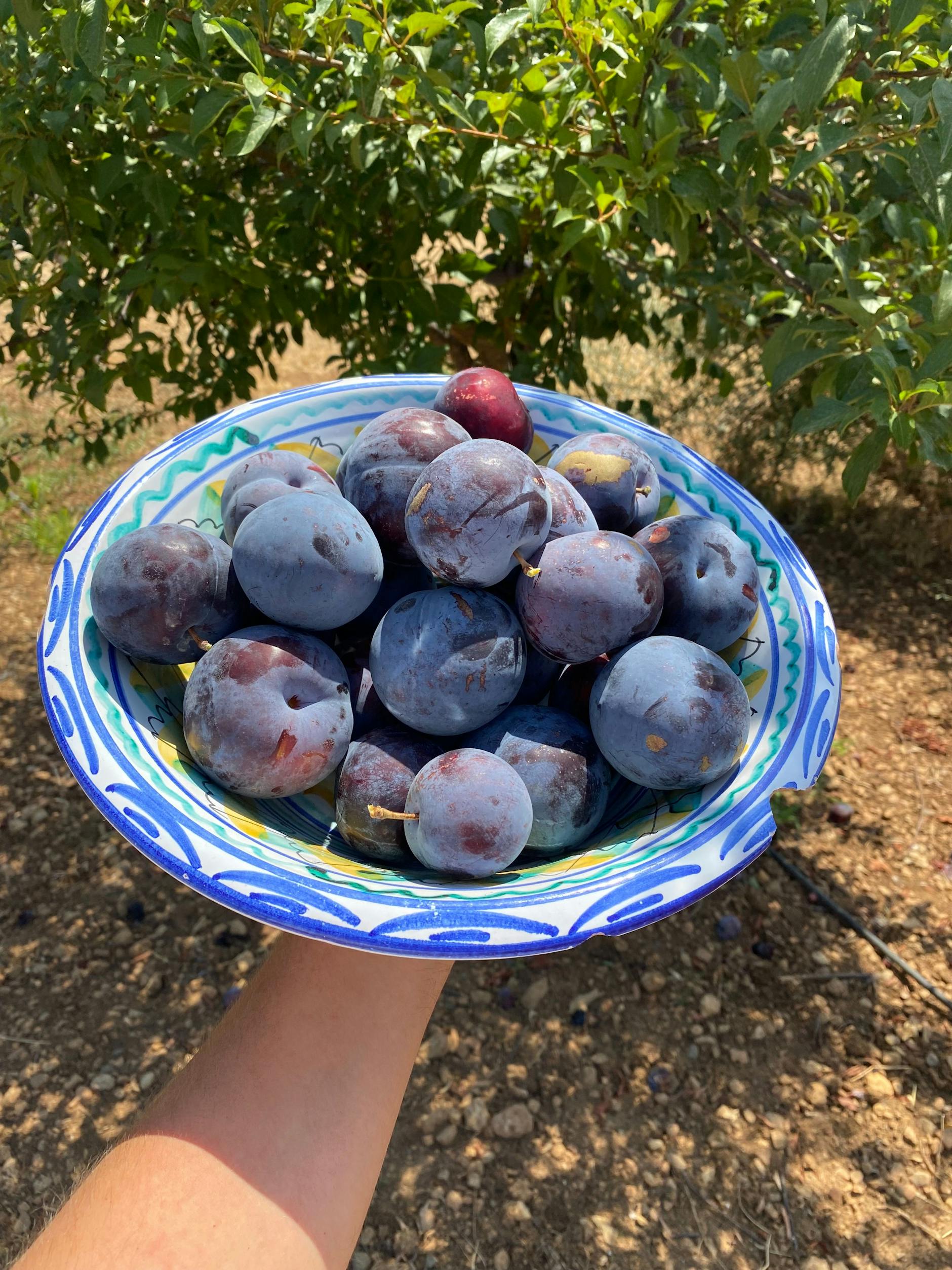 Food Tech 2.0: Auf Mallorca sind die Pflaumen schon einen Monat früher reif. Genug Zeit für unseren Koch Felix Hanika, am einfachsten Pflaumenkuchen-Rezept zu tüfteln.