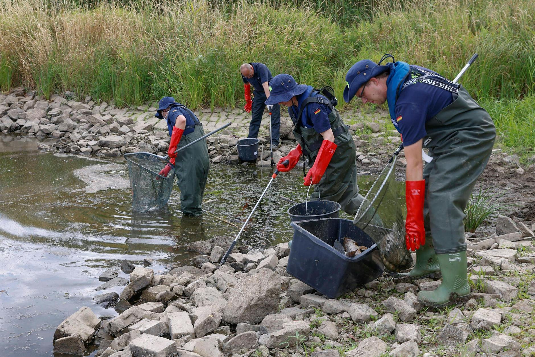 Tote Fische werden von einer Gruppe des THW eingesammelt.