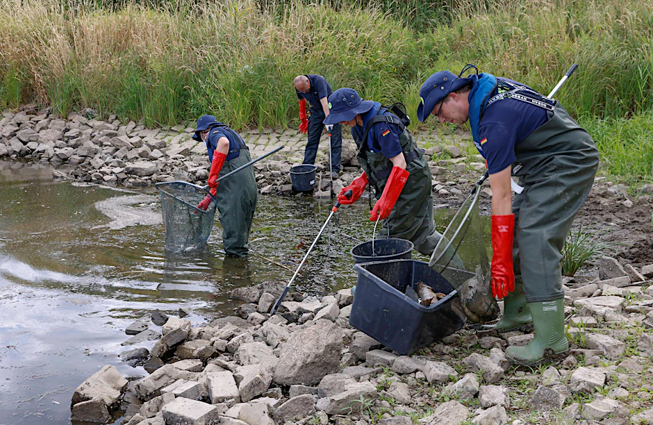 Tote Fische werden von einer Gruppe des THW eingesammelt.