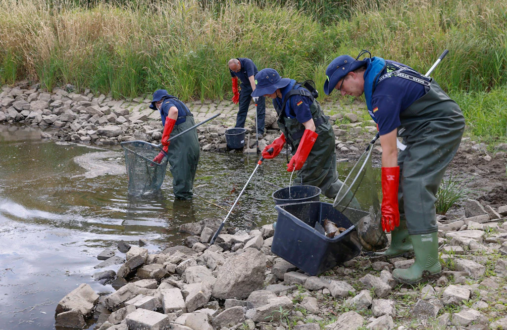 Fischsterben in der Oder: Polnischer Regierungschef entlässt Spitzenbeamte