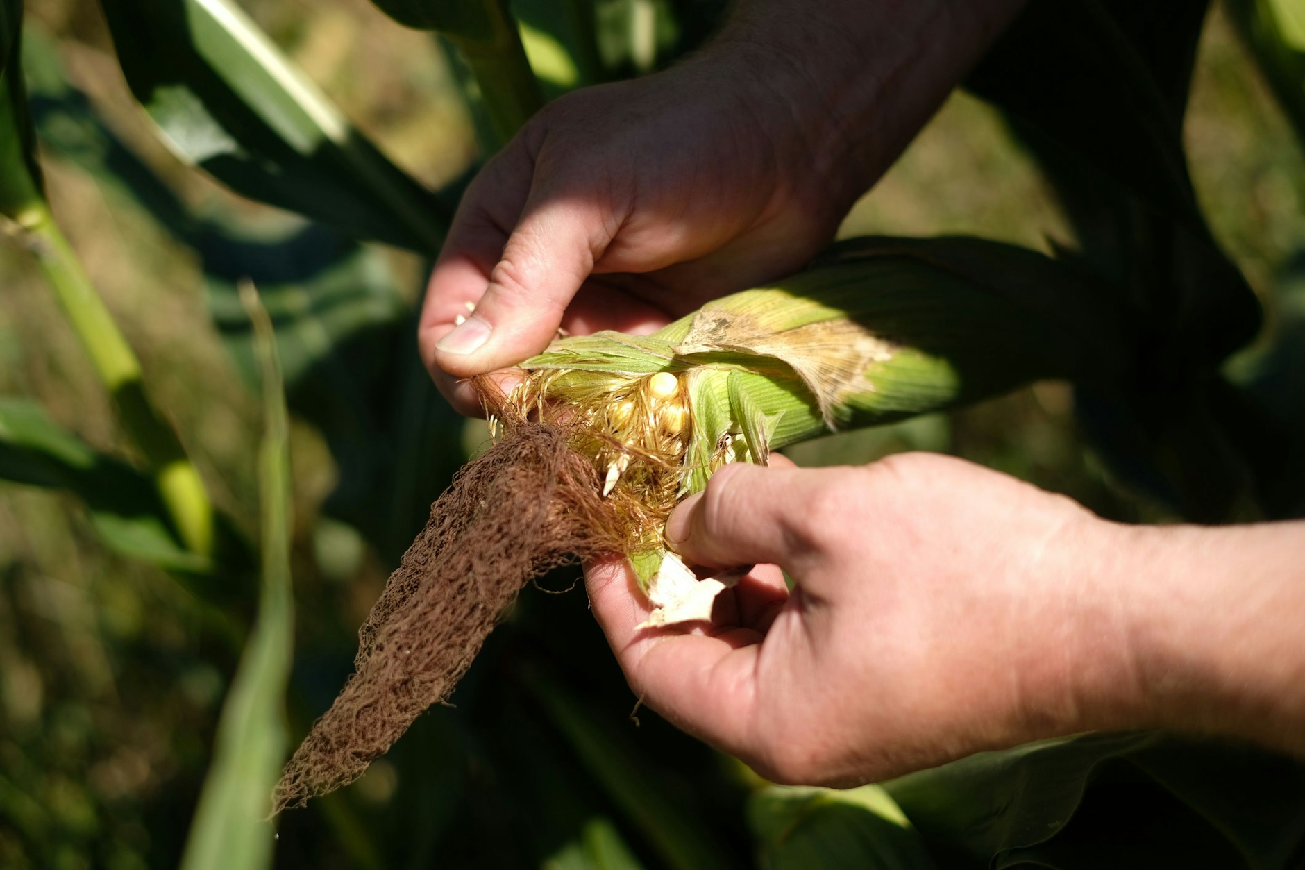 Mais wird in Deutschland vor allem als Tierfutter angebaut.