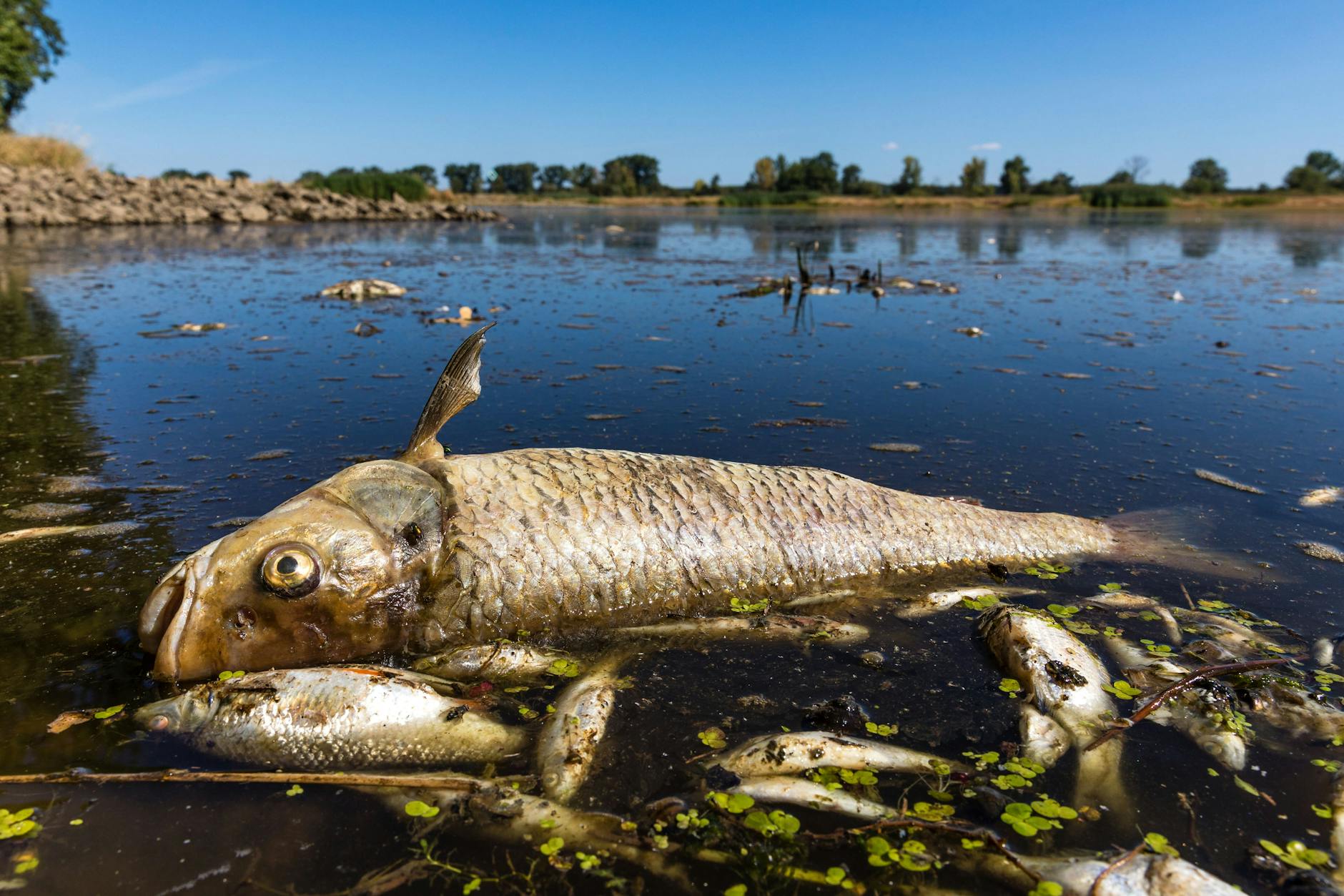 Tote Fische in der Oder: In der Hitze setzt Verwesung ein, die Bergung stockt.